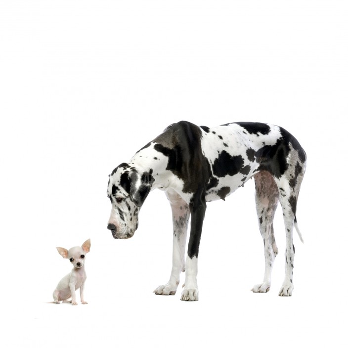 Pet Solutions Australia Pic 1 - whatever size dog you have we have the solution