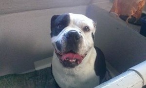 Barking Beautiful Mobile Dogwash Pic 2 - Diesel