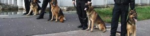 Risk Protect Security Services Pty Ltd Pic 3 - Guard Dogs K9 Division