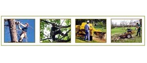 Arborforce Tree Services Pic 5