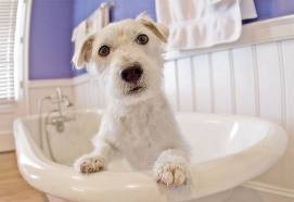 Kimeez Dog Grooming Pic 4 - Dog Bath