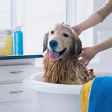 Kimeez Dog Grooming Pic 3 - Dog Wash