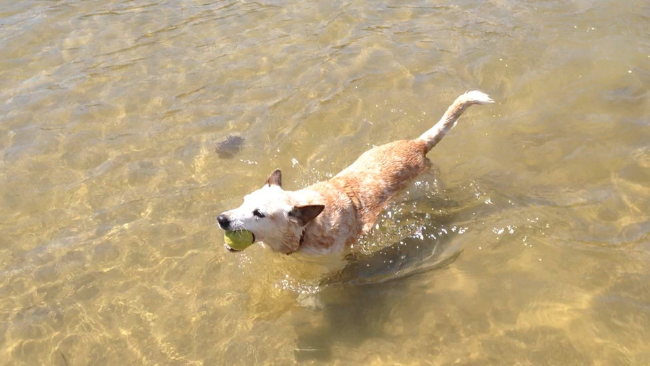 Neutral Bay Dog Walking Pic 1 - Our dog Ralph enjoying a swim at the Sirius Cove dog friendly beach