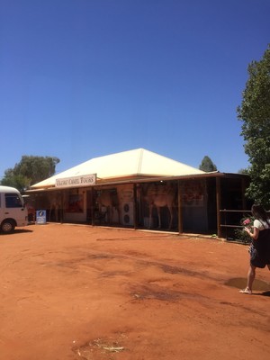 Uluru Camel Tours Pic 3