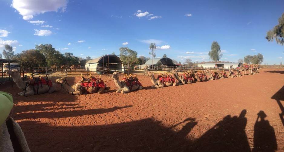 Uluru Camel Tours Pic 1