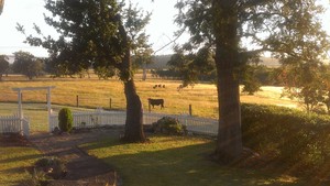 Binnum Farmstay Pic 5