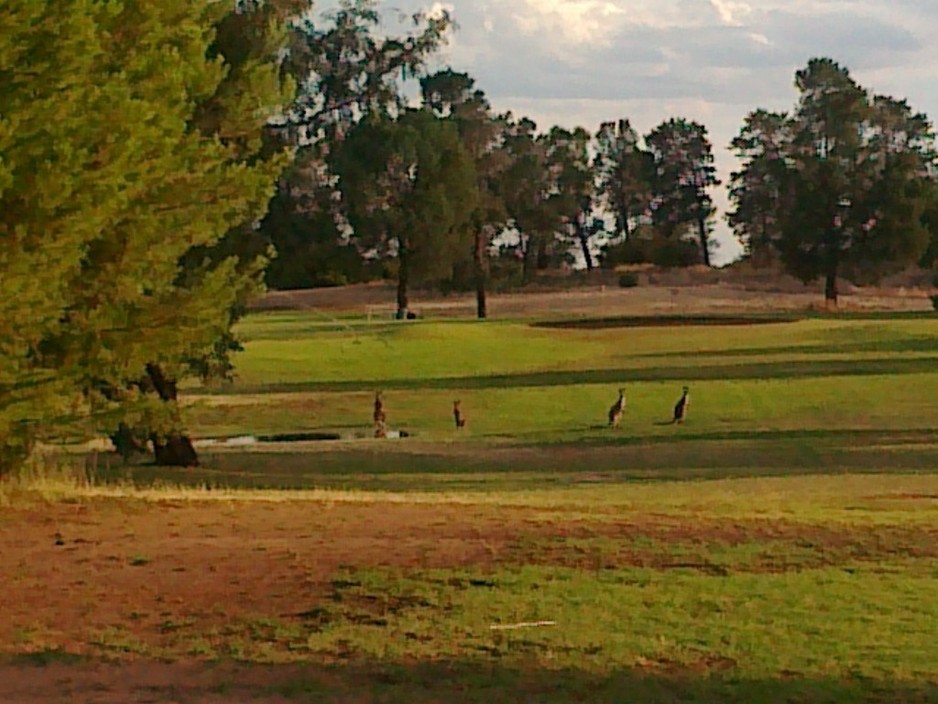 Coleambally Golf Club Pic 1 - Coleambally Golf Club Spectator Galley