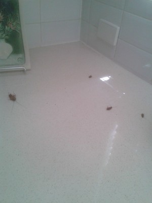 N.T Pest Control Pic 3