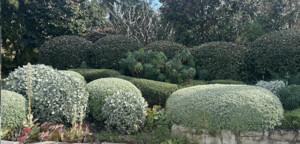 Wildcat Garden Services Pic 5 - Hedge and Shrub Pruning Inner West Sydney