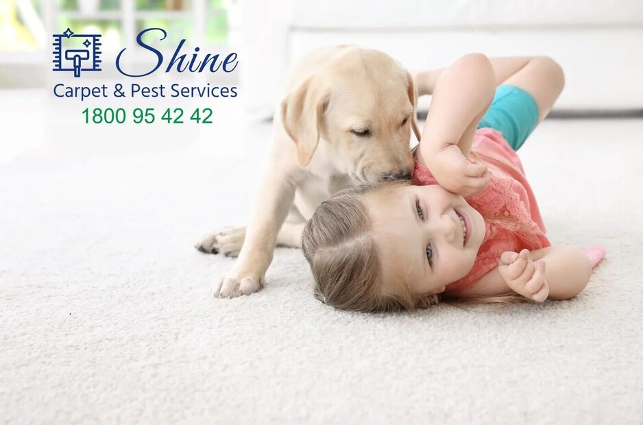 Shine Carpet & Pest Services Pic 1