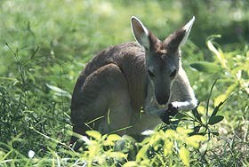 Top End Naturist Recreation Retreat Pic 1 - Top End Naturist Recreation Retreat wallaby