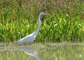 Numurkah Caravan Park Pic 1 - Lots of bird life