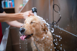 Adelaide Hills Dog Grooming Pic 5