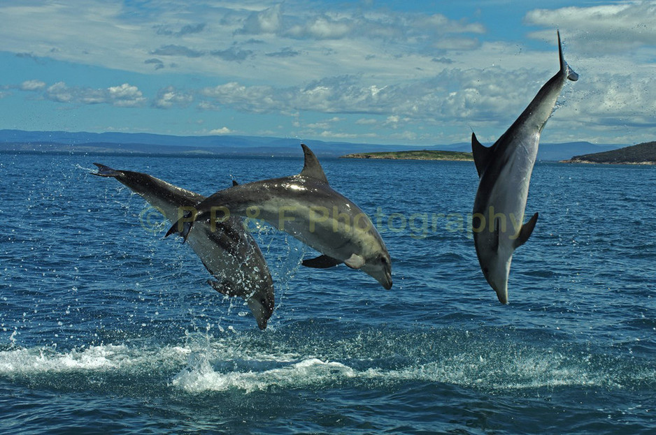 P.P.& F. Photography Pic 1 - Dolphins at Great Oyster Bay