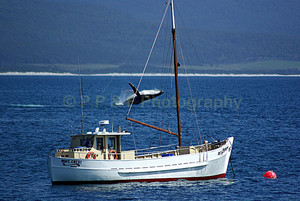 P.P.& F. Photography Pic 3 - Humpback Whale at Bicheno