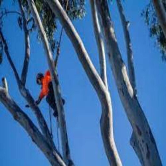 Aussie Tree Lopping Mackay Pic 1