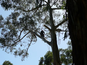 Ranges Tree Service Pic 5