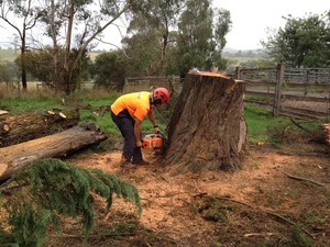 Ranges Tree Service Pic 2