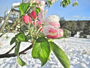 Herb Glade Horticultural Services Pic 3