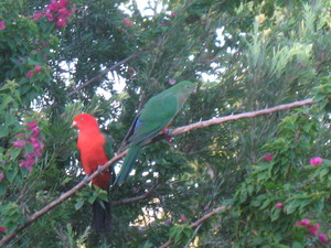 Acacia Animal Care Pic 5 - King Parrots passing through the surgery garden AdareJapanese pepper is a herb