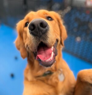 Kip Broadview Dog Daycare Pic 3