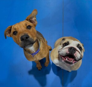 Kip Broadview Dog Daycare Pic 4