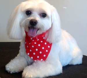 Lucky's Dog Grooming Pic 3