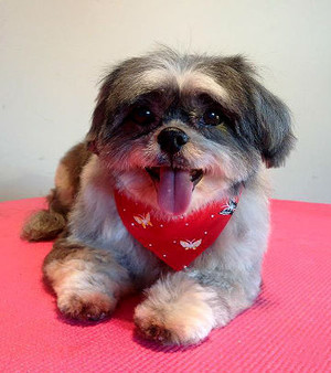 Lucky's Dog Grooming Pic 2