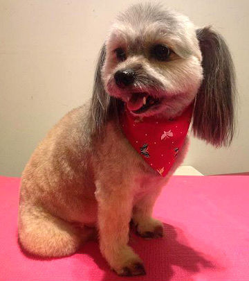 Lucky's Dog Grooming Pic 1