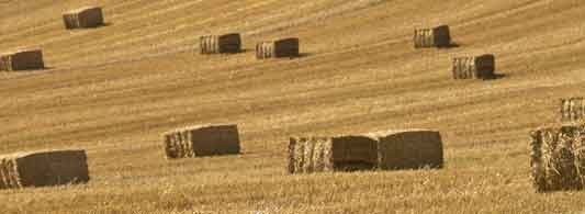 Stable Stop Pic 1 - Buy Square Bales 247