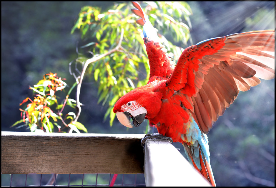 Macaws Australia Pic 1 - Greenwing Macaw