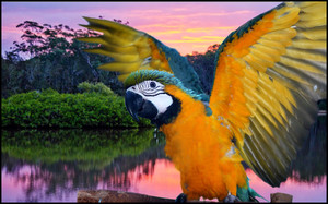 Macaws Australia Pic 2 - Blue and Gold Macaw