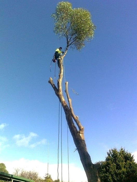 green leaf tree services Pic 1