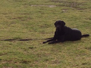 Victorian Canine Training Pic 2