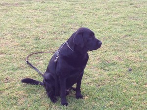 Victorian Canine Training Pic 3