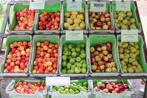 Adelaide Hills Farmers Market Pic 5