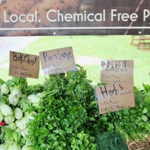 Adelaide Hills Farmers Market Pic 4