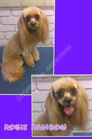 Divine dog hot sale grooming salon