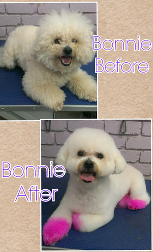 Divine Dog Grooming Salon Pic 3