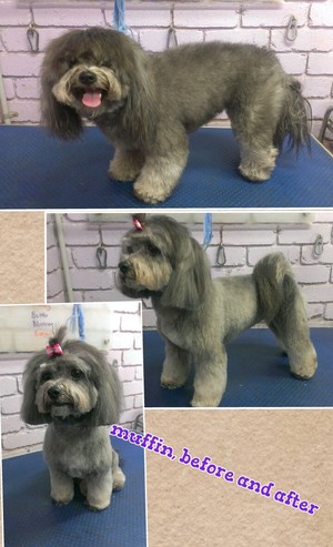 Divine dog best sale grooming salon