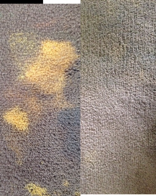 Stain Solutions Gold Coast Pic 1 - If you have a bleach stain we can re colour the stain in your carpet Call Stain Busters now