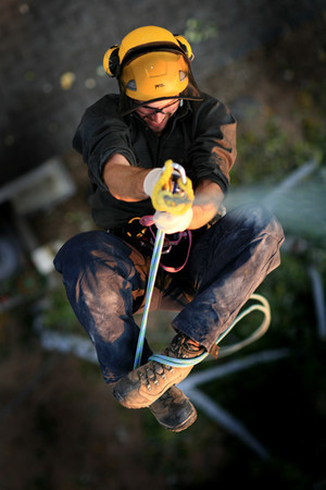 Sydney Tree company Pic 5 - The Best Tree Work