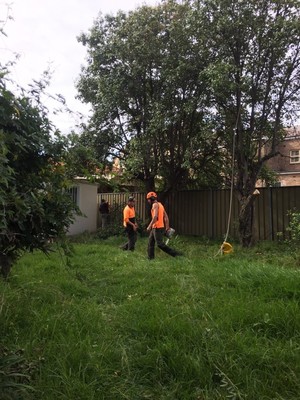 Sydney Tree company Pic 3 - Tree Removal Services