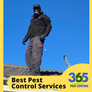 365 Pest Control Pic 4