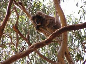 Fillmore's Lombardy Pic 1 - Fillmores Lombardy Wisanger Kangaroo Island South Australia