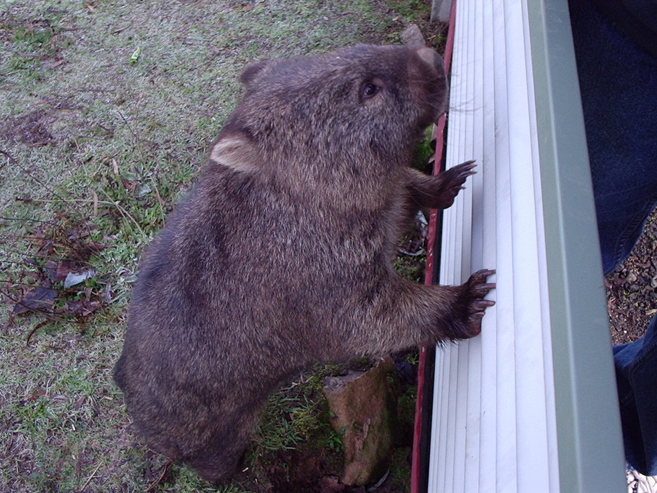 Trowunna Wildlife Park Pic 1 - He was a friendly wombat