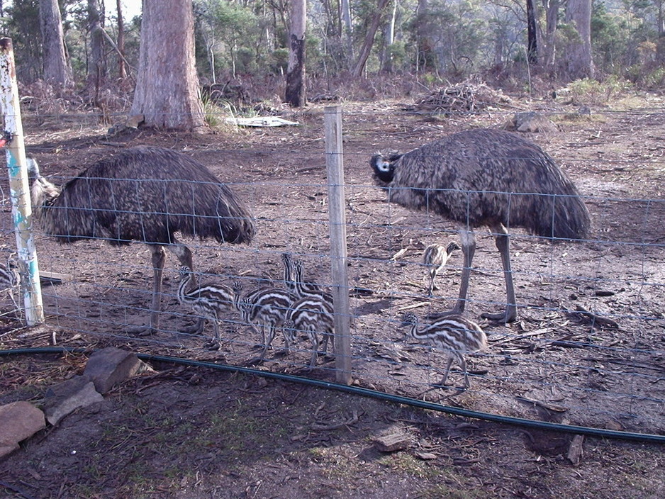 Trowunna Wildlife Park Pic 2 - It would be pretty hard to describe these as anything except cute