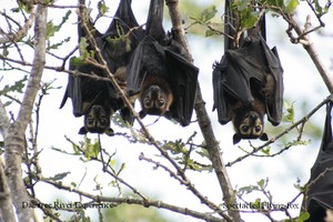 Daintree River Experience Pic 2