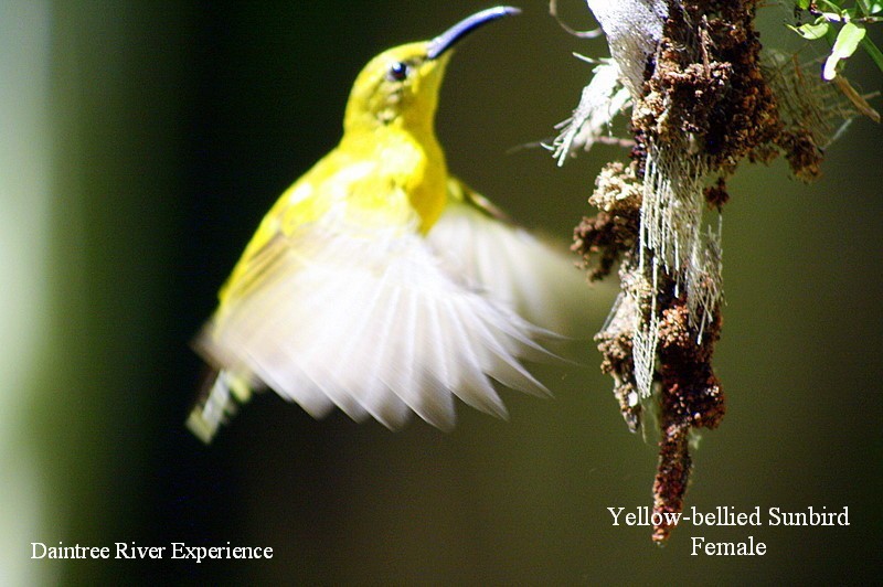 Daintree River Experience Pic 1