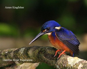 Daintree River Experience Pic 5